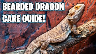 Bearded Dragon Care Guide  Beginners Guide [upl. by Aratak987]