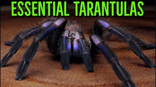 MUST HAVE Tarantulas  YOU Need These BIG Spiders [upl. by Dudley859]