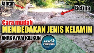 CARA MEMBEDAKAN JENIS KELAMIN ANAK AYAM KALKUN JANTAN DAN BETINA USIA 12 BULAN  RENDI GURUSINGA [upl. by Bellew]