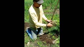 How to propagate Daylilies [upl. by Debera880]