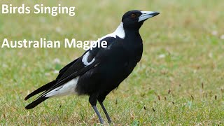 Birds Singing  Australian Magpie  Sounds of Nature [upl. by Areivax878]