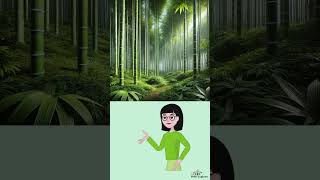 Fact about Bamboo [upl. by Velda]