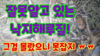 낙지를 쉽게 잡는 물때가 있다 낙지해루질 워킹해루질 [upl. by Abel]