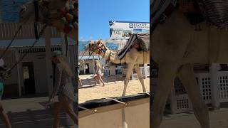 Wielbłąd na plaży w amarina abusoma hotel Safaga camel [upl. by Atinat]