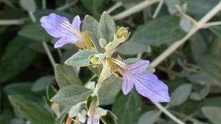 Teucrium fruticans Camedrio medicinal plant [upl. by Patnode]