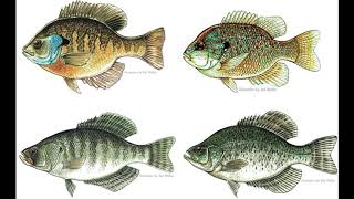 Intro to Panfish Fishing [upl. by Isla]