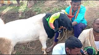 Episode 121  Amingad Ram Sheep Market Bagalkot Karnataka India Eid Market 1st June 2024 [upl. by Lertnek]