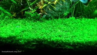 Aquascaping with PearlweedHow to start a carpet of Pearlweed [upl. by Ahsatsana874]