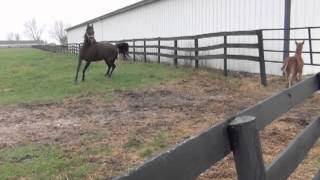 Reedannland  Teaching a foal to follow [upl. by Nahtad935]