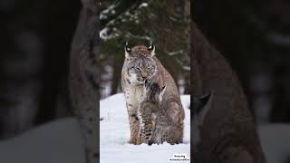 Adorable Canada Lynx Smooches Baby Cubs  Heartwarming Lynx Family Moments [upl. by Nevs]