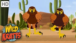 Wild Kratts  Hawk VS Jack Rabbit  Animals [upl. by Zehcnas]