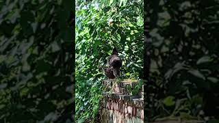 peahen 🦚babies beautiful birds birdlovers [upl. by Nostets448]