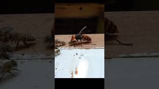 Giant Hornet vs Japanese Honeybee Both Fall Onto Camera [upl. by Jac958]