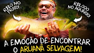 ARUANÃ O PEIXE QUE SALTA 1 METRO FORA DÁGUA [upl. by Kelly47]