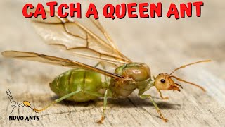 How to catch a Queen Ant  Ant Keeping tips  Queen Ant [upl. by Aivila]