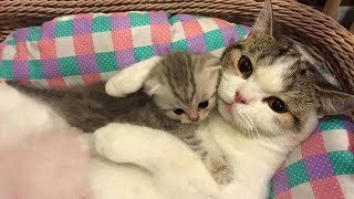 Mother Cat and Cute Kittens  Best Family Cats Comilation 2018 [upl. by Amo]