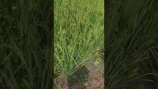 VivayaWeed control in rice by Vivaya धान की फसल में विवाया द्वारा खरपतवार नियंत्रण [upl. by Karine815]