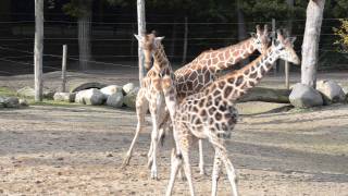 De giraffen van Dierenpark Amersfoort [upl. by Murry]