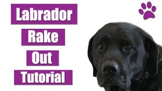 How To Rake amp Deshed A Labrador Retriever  Pet Grooming Tutorial [upl. by Delle]