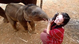 Elephants in Thailand [upl. by Nash]