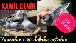 Yavrular 1 saat 20 dakika havada kaldılar Kaçak yakaladık Kamil cenik kesene bereket kardeşimlove [upl. by Mireille]