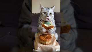 This cat really likes moon cakes🥹🤏🏻crdouyinid in videoshorts cutecat cuteshorts cat cats [upl. by Anit]