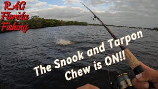 Snook and Tarpon on Inshore Docks and Backwater Mangroves [upl. by Ltihcox]