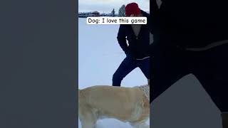 My dog 🐕 love to pull goldenpupppy foryou goldenretriever pets labrador [upl. by Dianne]