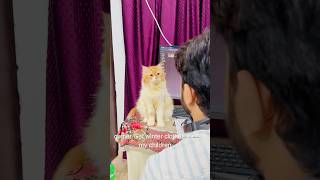 Billu ki acting😳catcomedy viralcat catvideo sajidcat catlover cat billucat funny [upl. by Hermon162]