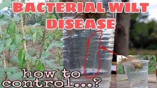 Bacterial wilt disease [upl. by Thomsen65]