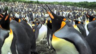 The Penguin King 3D  Skua Attack Clip [upl. by Eylk]