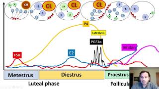 Physiology of the Estrous cycle and follicular growth waves in cattle [upl. by Aisaim]