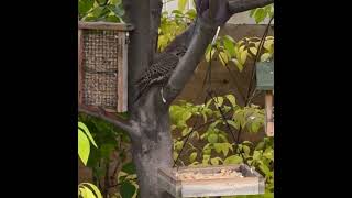 Northern Flicker and Black Billed Magpie [upl. by Vasily]