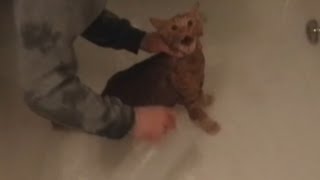 Cat Screams Bloody Murder Part 2 [upl. by Ebert436]