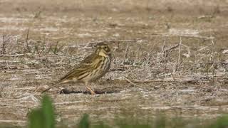 Meadow Pipit Pispola Anthus pratensis [upl. by Helbonna]