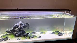 UNS 90L Aquascape [upl. by Angelita]