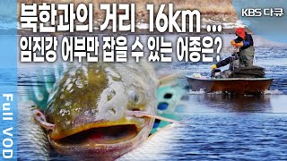 북한과의 거리 16km 임진강에서만 잡히는 물고기가 있다  KBS 20180407 방송 [upl. by Coster]