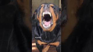 Angry puppy barking sound angrypuppy dogsound angrypets pets angrydog barkingsound angry [upl. by Sivek]