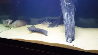 SYNODONTIS DECORUS CATFISH [upl. by Lay]