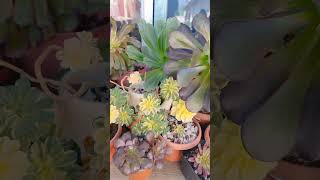 Colección de aeoniums ✨💜💕🌈  aeonium plants flowers [upl. by Pournaras]