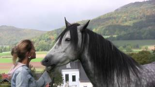 Wenn Pferde flüstern Lene Husch und ihre Pferde When Horses Whisper [upl. by Nojel]