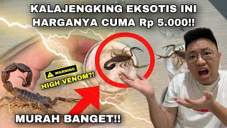 HEWAN SECANTIK INI HARGANYA CUMA Rp 5000 MURAH BANGET KALAJENGKING LYCHAS MUCRONATUS [upl. by Eoin24]