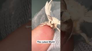 Silkworm moth Bombyx Mori silkmoth bombyxmori moths [upl. by Atnauqahs]