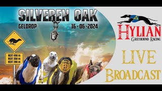 Silveren Oak 2024  Silken Windsprites [upl. by Madel]