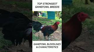 Top Gamefowl of the year 2024 short gamefowl rooster [upl. by Aldridge]