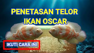 CARA PENETASAN TELOR IKAN OSCAR  TIPS PENETASAN TELOR IKAN OSCAR [upl. by Andeee865]