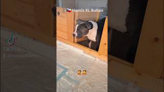 💙Tatínek Hemi si od jídla odskočil kouknout se na štěňátka 🇨🇿 Hemis XL Bullies  American Bully XL [upl. by Eiuqnom701]