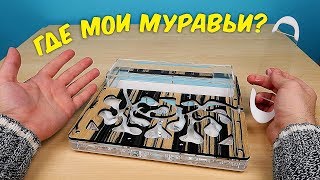 Что с моими Муравьями Почему я их долго не снимал alex boyko [upl. by Aelsel271]