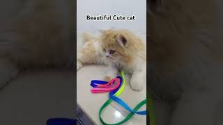 Beautiful cute cat Beautiful cute cat trending shorts foryou viralvideo [upl. by Cleopatre]