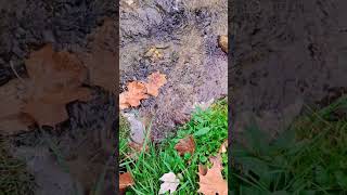 October Stream Flow 17 hydrology slowed hikingadventures bewater outdoors leaves Foliage [upl. by Lebar]